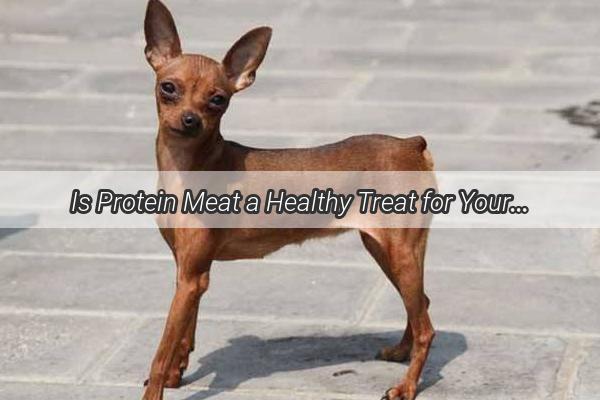 Is Protein Meat a Healthy Treat for Your Pooch Discover the Wholesome Truth